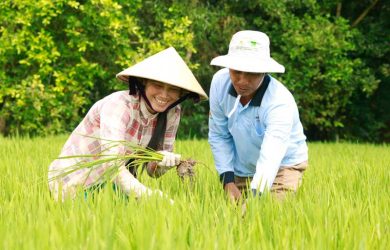 In-depth market research and competitive benchmarking on branded rice for a major Australian producer of rice and rice food