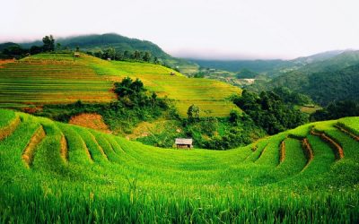 Agribusiness – new driver of Vietnam’s economic growth